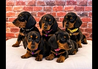 Pět štěňat rottweilers sedících na bílém povrchu.