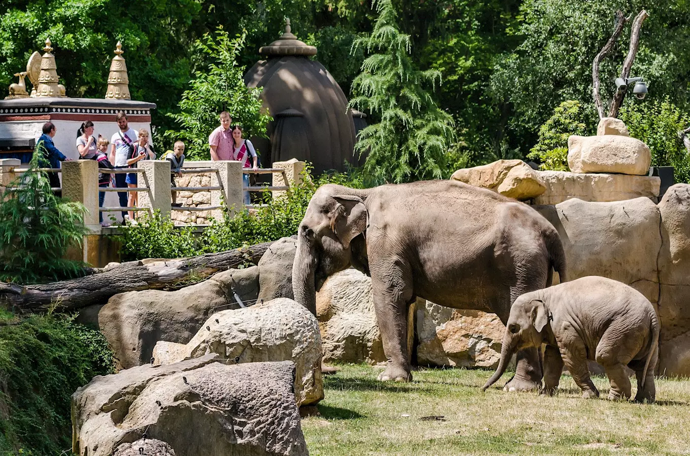 Elephants in zoo enclosure