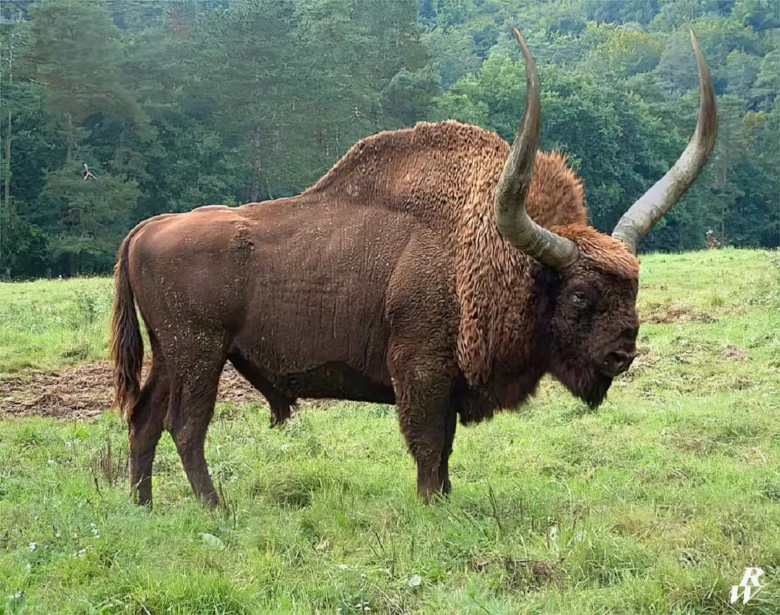 Evropský divoký býk stojí na zelené louce v přírodě.