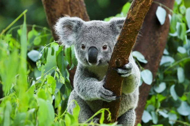 Koala přichycený k větvě eukalyptu v přírodě.