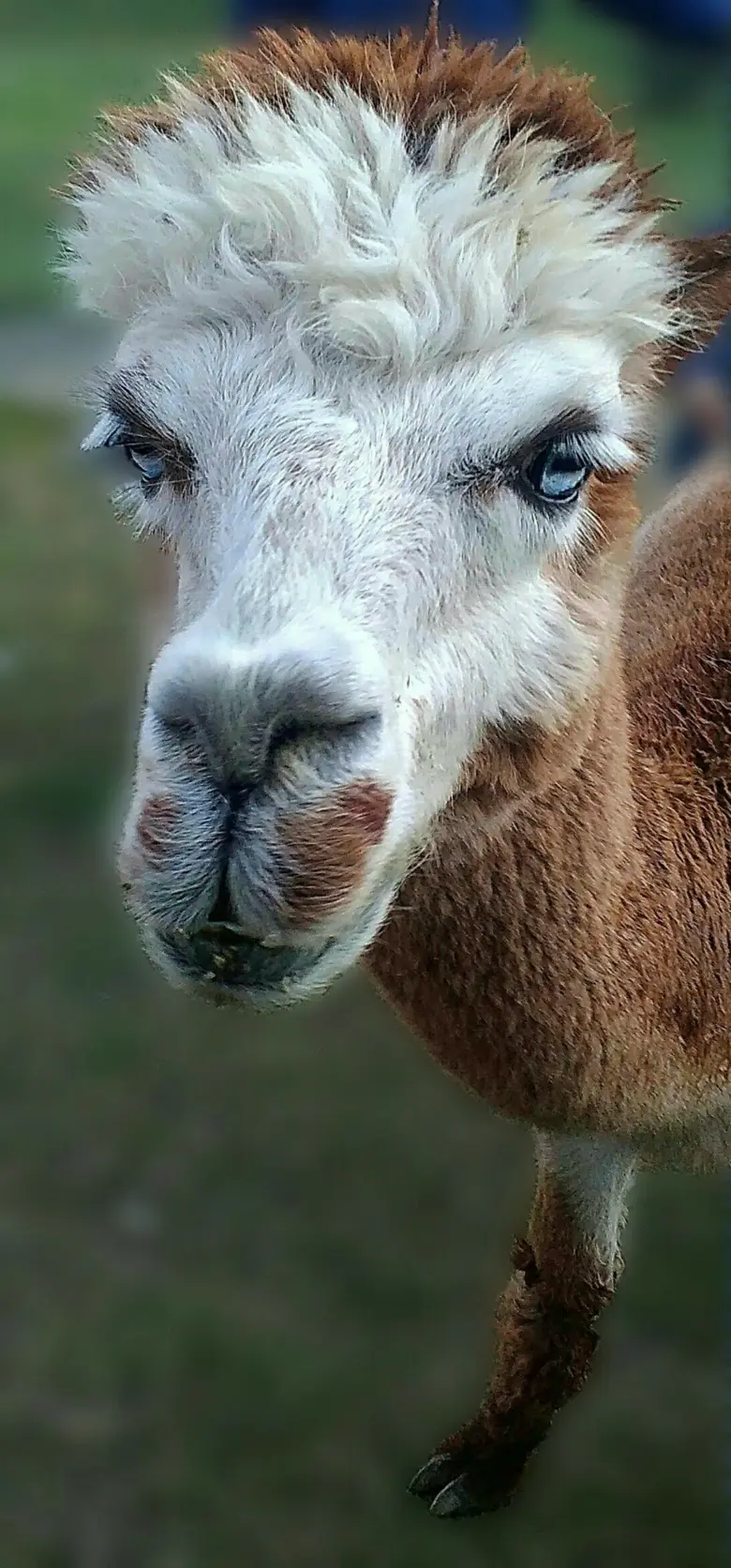 Blízky záběr na hlavu alpaky s bílou obličejovou maskou.