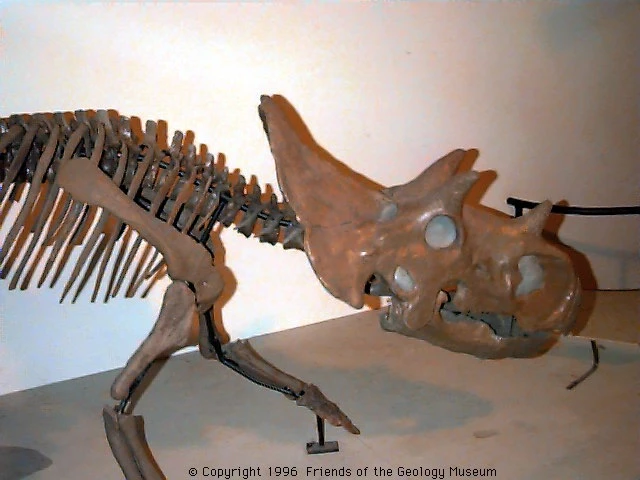 Skelet dinosaura s rohy, pravděpodobně triceratop v muzeu.