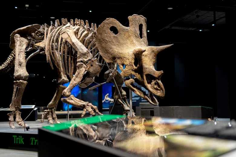 Skelet triceratopse vystavené v pražské dinosauří výstavě.