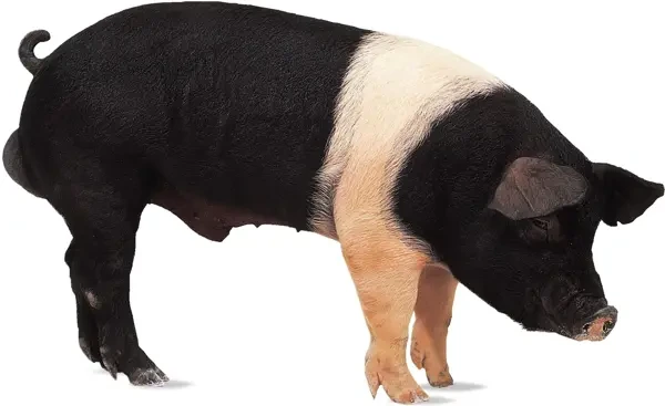 Černobílá prasnice stojící v profilu na bílém pozadí.