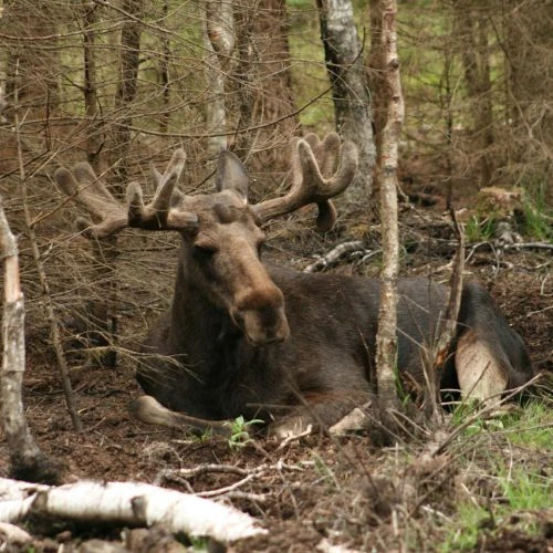 Evropský los leží v lese mezi stromy a hledí na diváka.