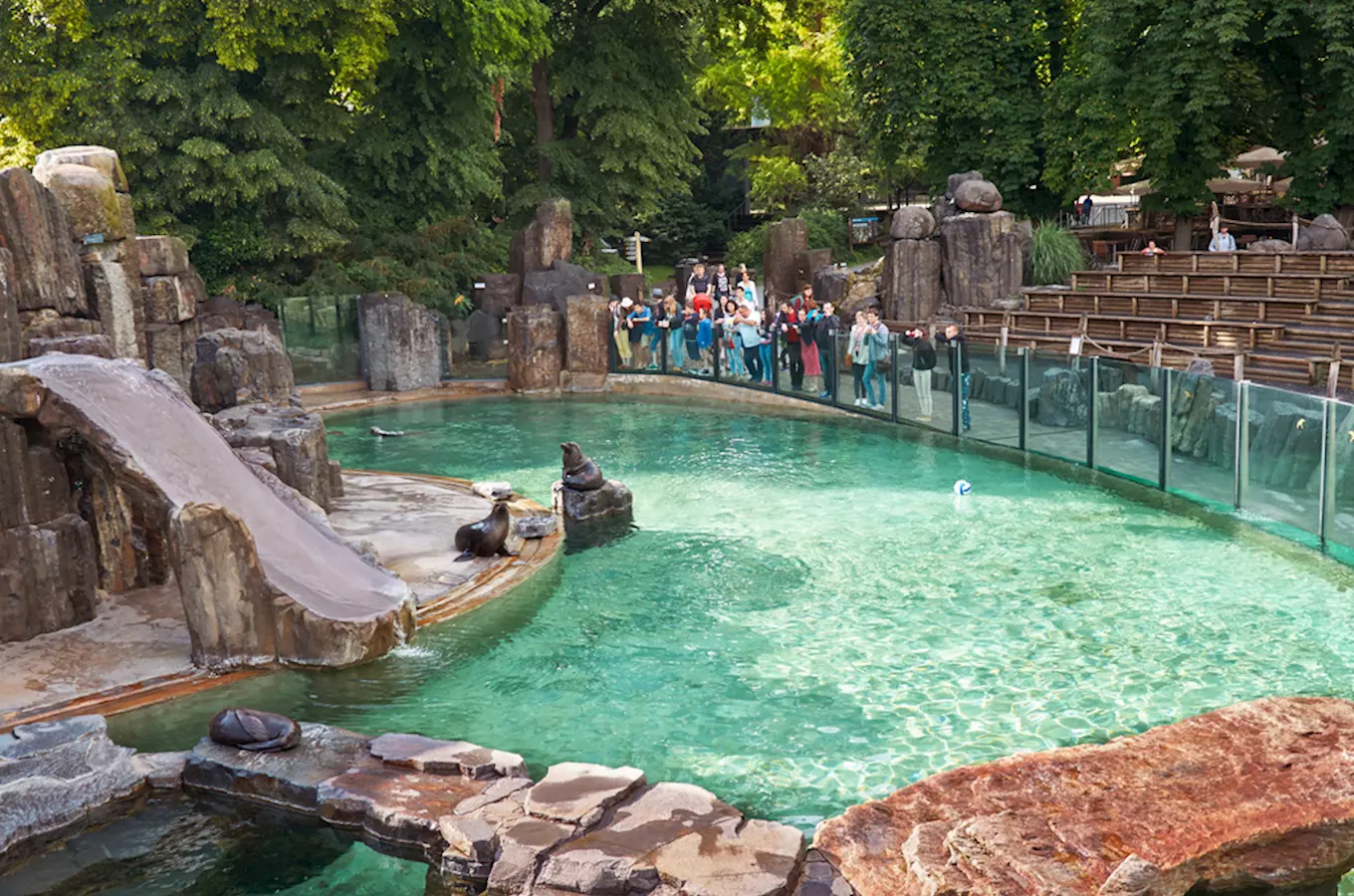 Návštěvníci sledují tuleňy v akváriu české zoologické zahrady.