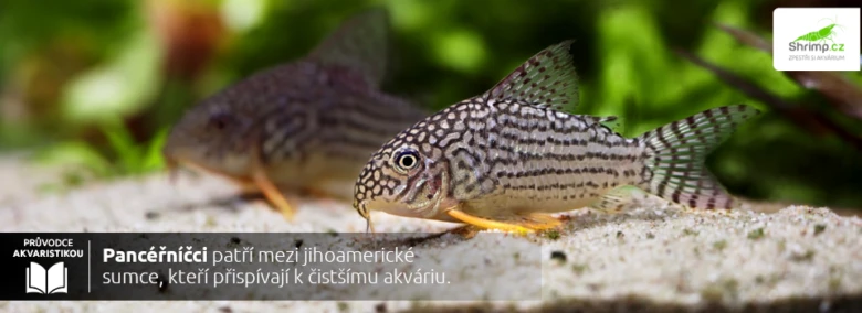 Plecostomus fish