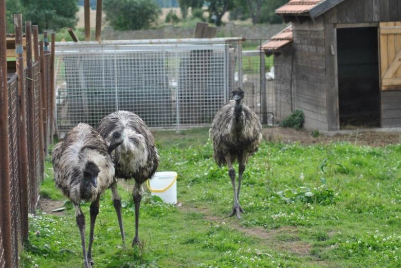 Tři emu v ohradě na trávníku u dřevěného stavení.