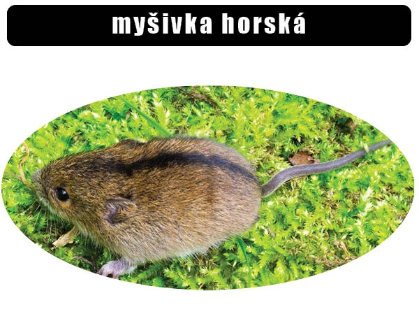 Fotografie myšívky horské na zeleném mechu v přírodě.