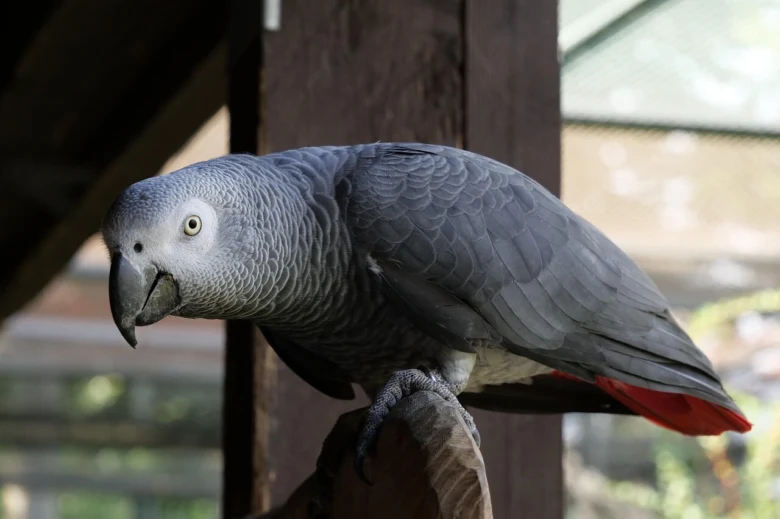 Čojka africká sedící na větvi s červeným ocasem.