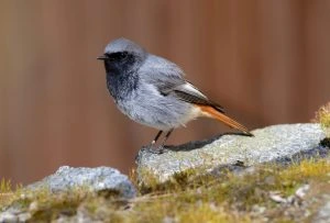 Redstart bird on rock