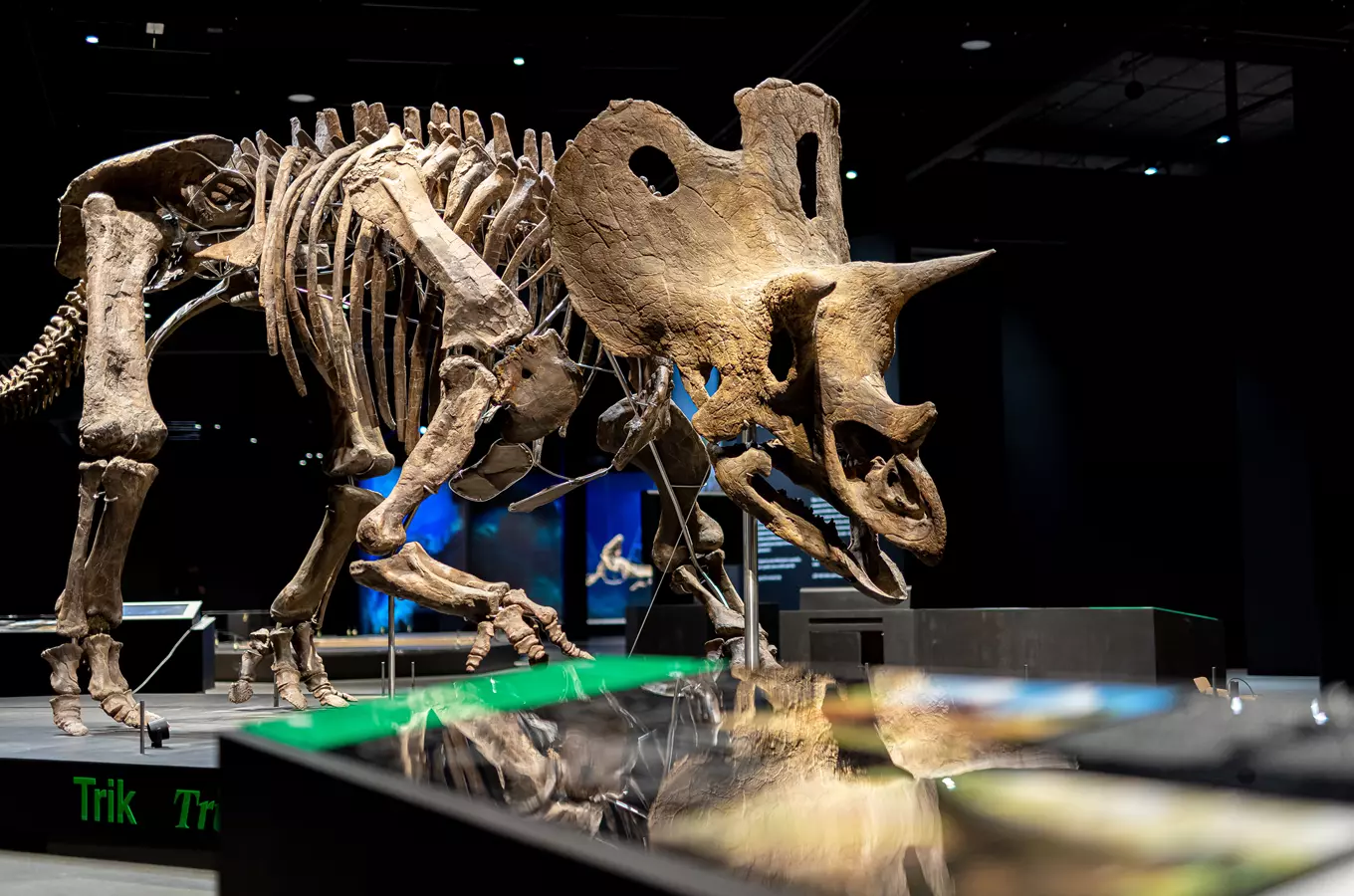 Skelet dinosaura Triceratosa vystavené v pražské výstavě.