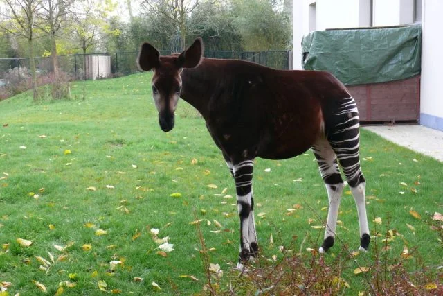 Okapi stojí na trávníku v areálu zoologické zahrady.