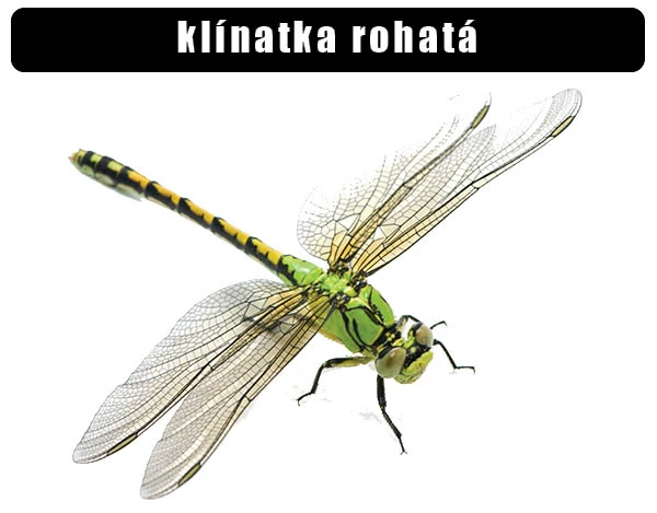 Zelený vážek klínatka rohatá s roztaženými křídly na bílém pozadí.