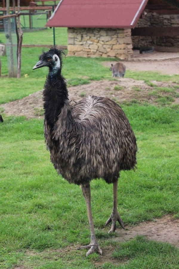 Dospělý pták emu stojí na trávníku v areálu zoologické zahrady.
