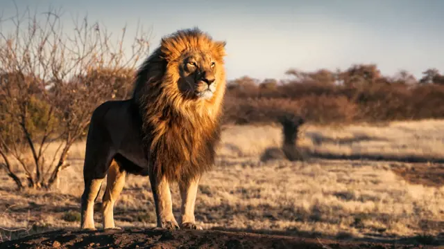 Mužský lev stojí na skalce v africké savaně.