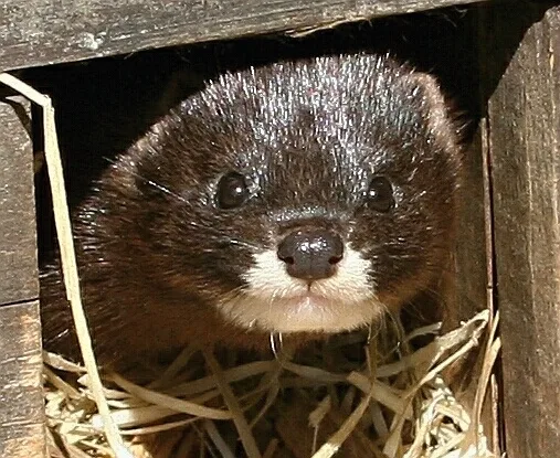 Ferret v dřevěném krabici s slámou, typický pro chov.