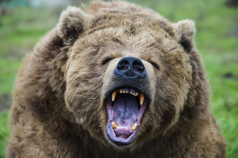 Hlava medvěda grizzly s otevřenou tlamou na poz trávy.