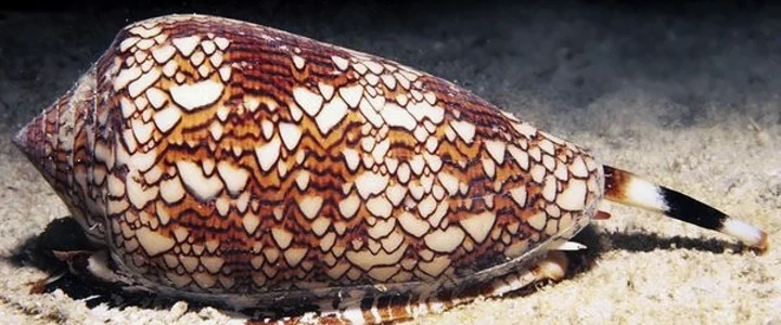 Detailní fotografie mušle konického slimáka na pískovém dně moře.