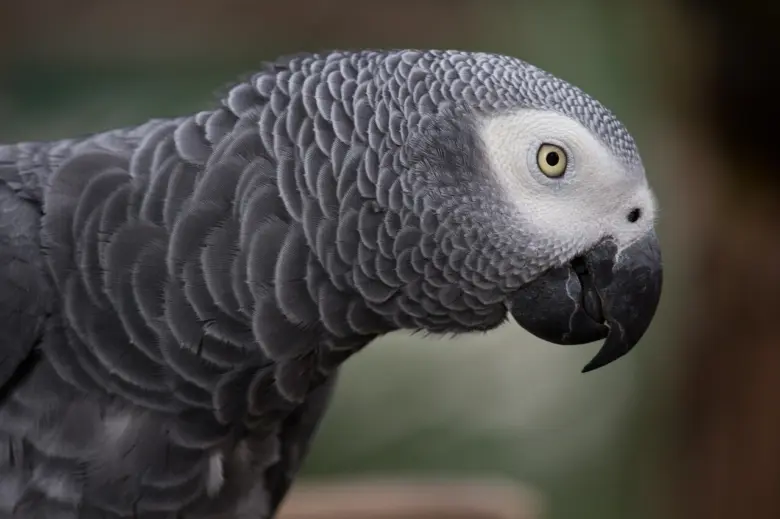 Portrétní záběr na africkou šedou papouška s detailním peřím.