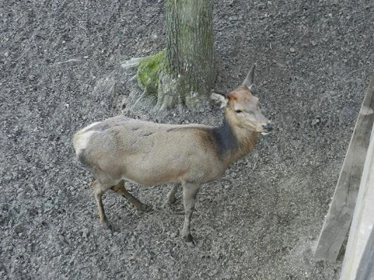 Osa stojí na štěrkové zemi u stromu v zoo nebo minizoo.