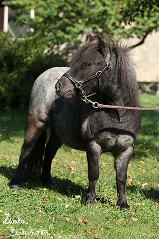 Malý černý poník s uzděnou hlavou na trávníku.