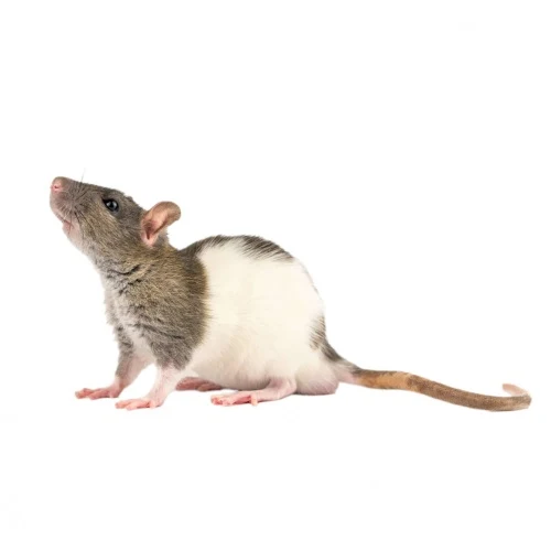 Mastomyš sedící na bílém pozadí s hlavou zvednutou.