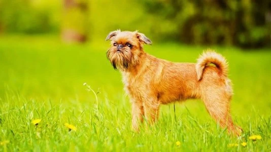 Bruselský griffon stojí na trávníku v přírodě.