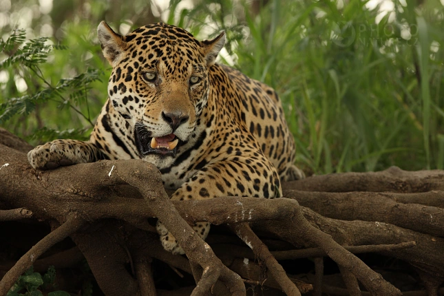 American jaguar resting on roots