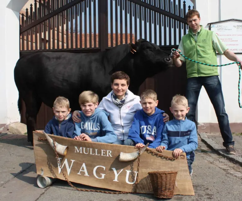 Černá kráva rasy Wagyu s rodinou před stodolou