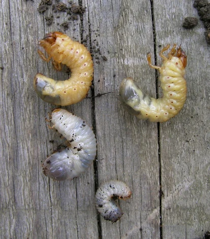 Bílá larva chrousta obecného na dřevě s půdou.