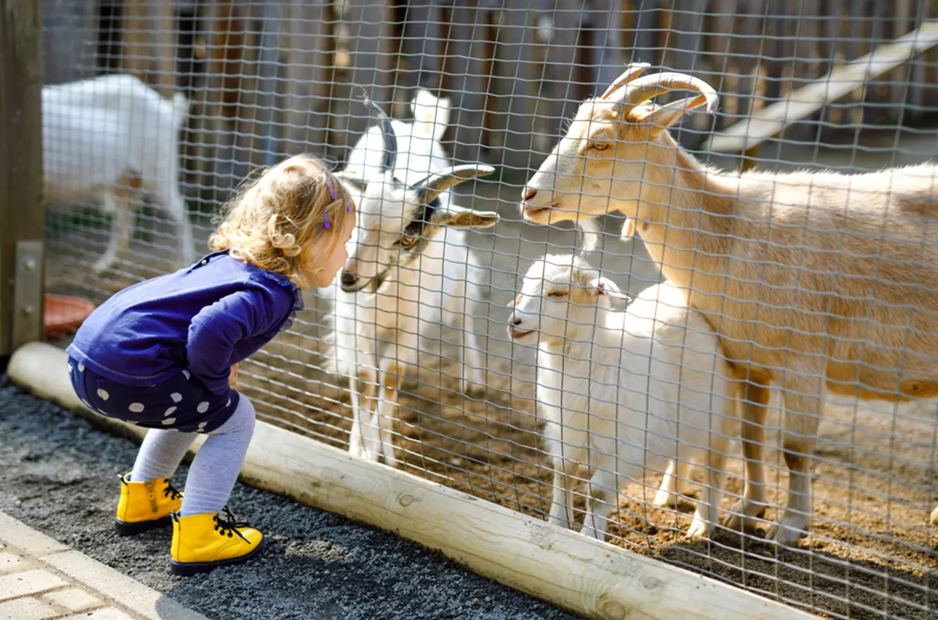 Dětská návštěva chovných koz v pražské kontaktní zoologické zahradě.