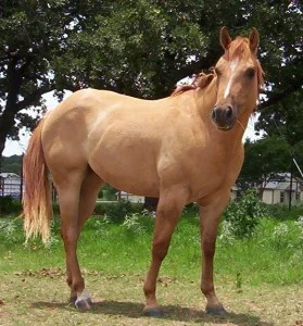 Chestnut horse standing in grass