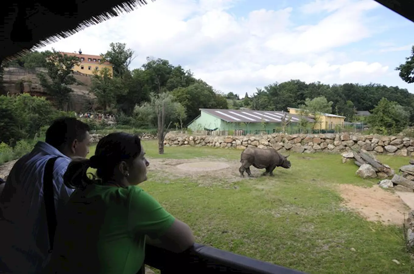 Návštěvníci sledují nosorožce v areálu zoo Plzeň.