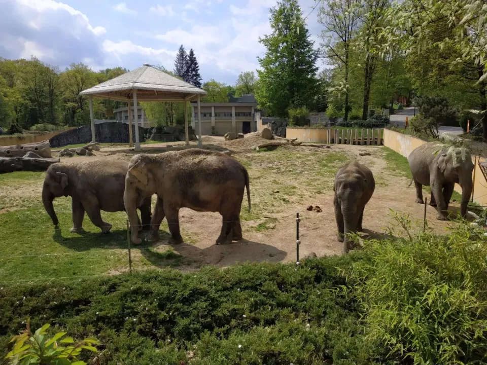 Slony v areálu zoologické zahrady na travnatém terénu.