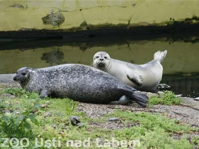 Dva tuleňové u vody - dospělý a mládě v areálu zoologické zahrady.