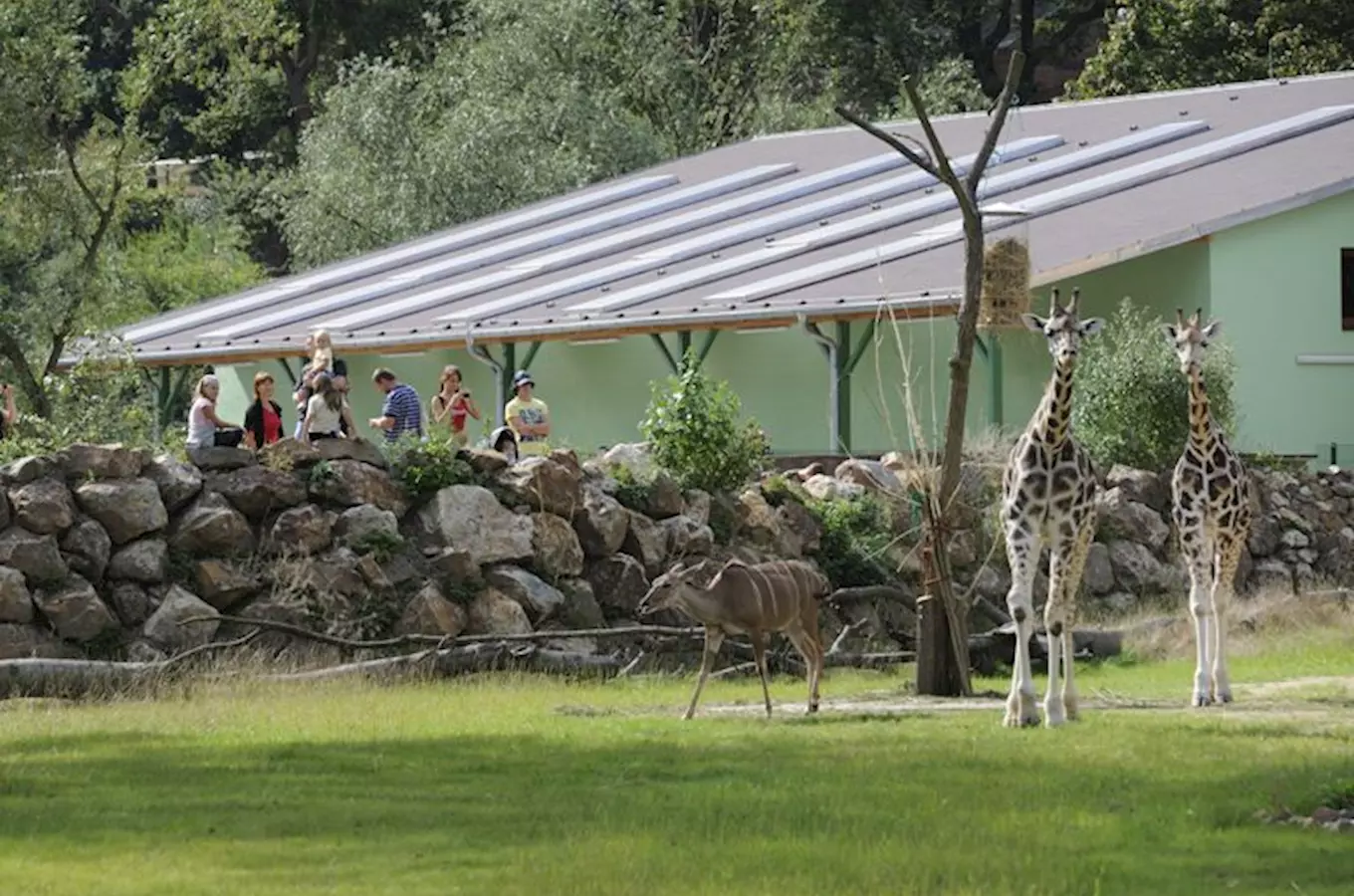 Dva žirafy santilopou v zoo Plzeň pro návštěvníky.