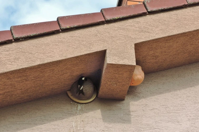 Jiřička sedí ve svém hnízdě pod střechou domu.