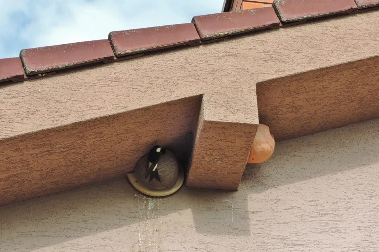 Vlaštovka obecná v hnízdě pod střechou domu