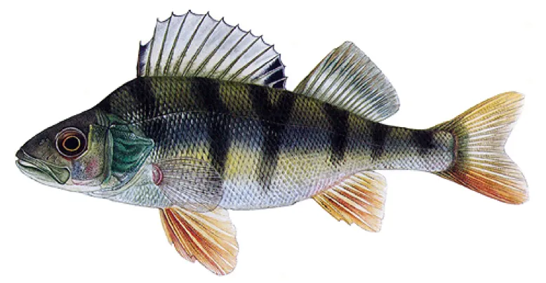 Ilustrace evropského okouna s typickými tmavými pruhy na těle.