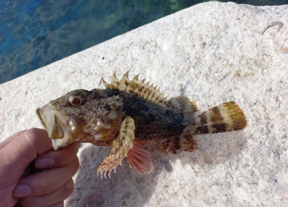 Ruka drží chytenou rybu na kamenné ploše u moře v Chorvatsku.