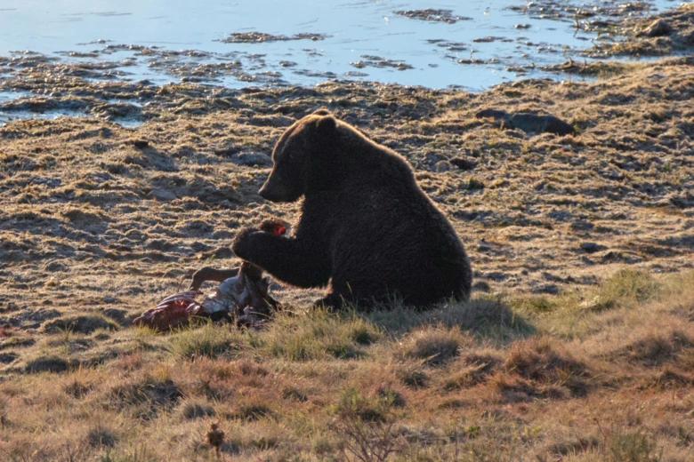 Medvěd grizzly se živí kořistí na pobřeží.