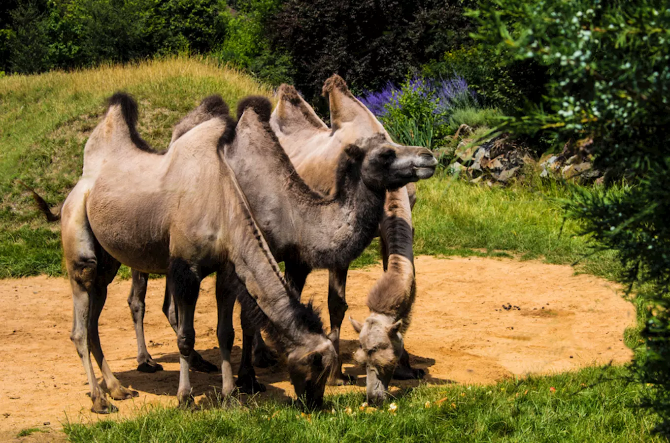 Skupina kamelíků pasou se na trávě v zoologické zahradě.