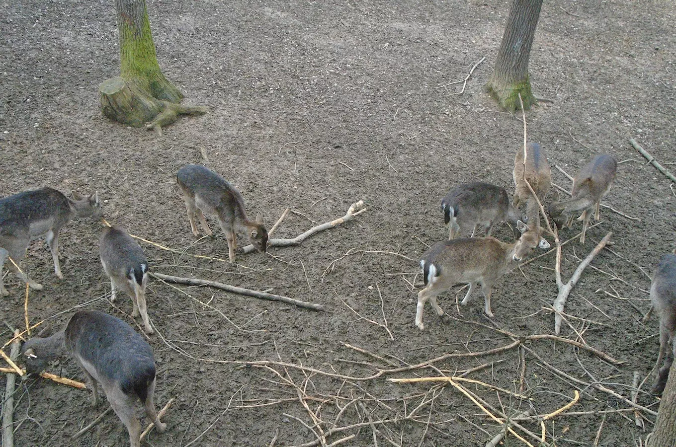 Stáda jelenů v areálu zoo nebo minizoo na Chuchelském háji.