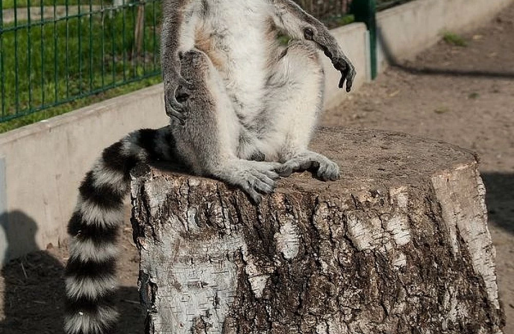 Ringtailed lémur sedí na kmeni stromu s vystřihnutým ocasem.