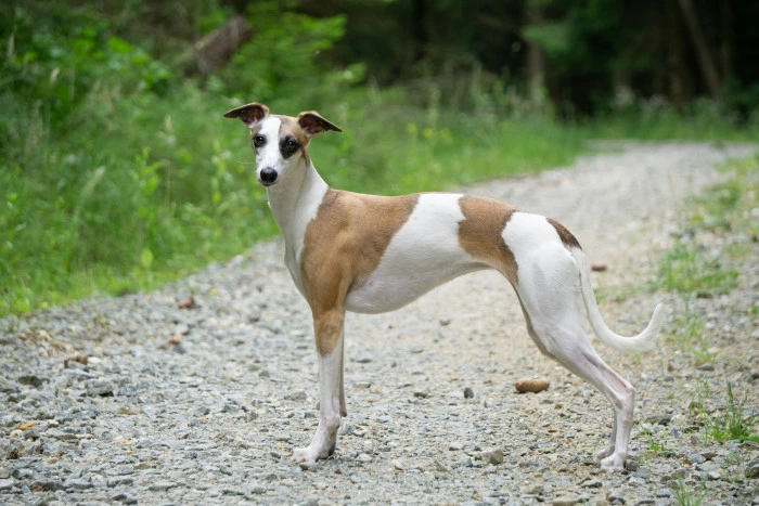 Hnědo-bílý whippet stojí na štěrkové cestě v přírodě.