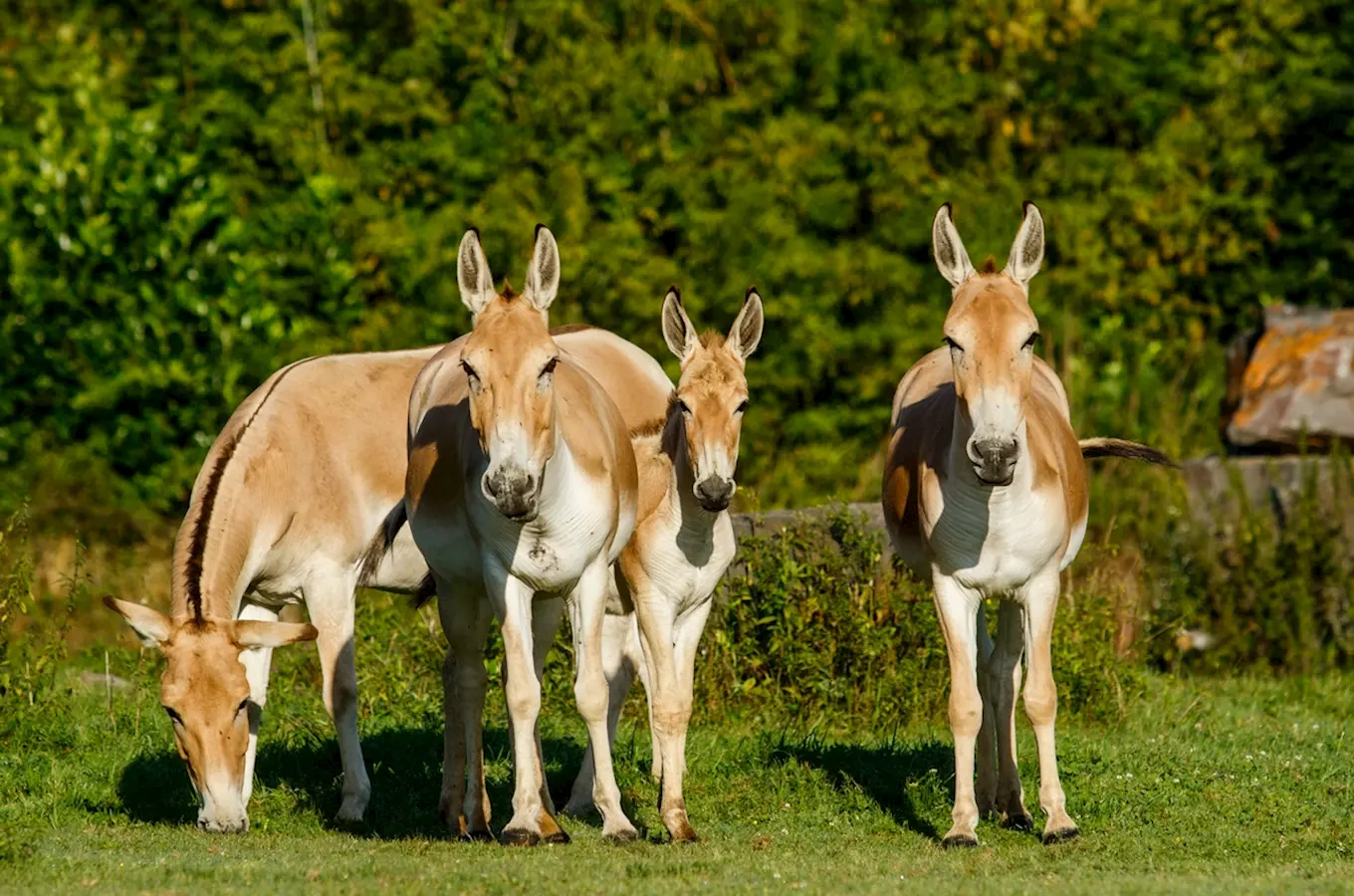 Čtyři divoké osličky na trávníku v zoo s lesním pozadím.