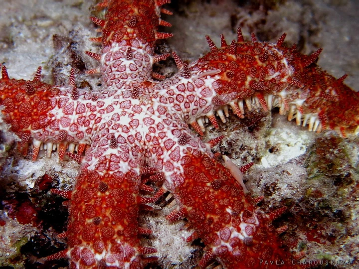 Červená mořská hvězdice s trny na dně oceánu.