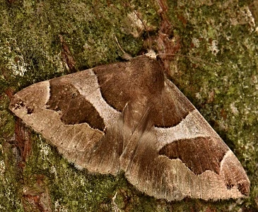 Moth on tree bark