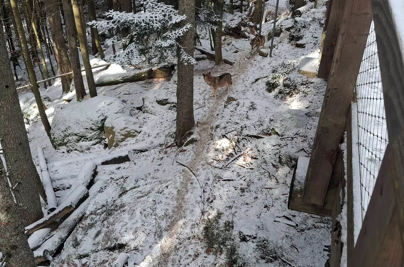 Vlci na sněhové stezce v lesu Šumava